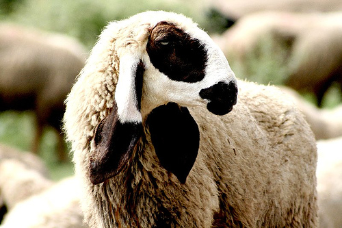 Eid ul Azha In Pakistan