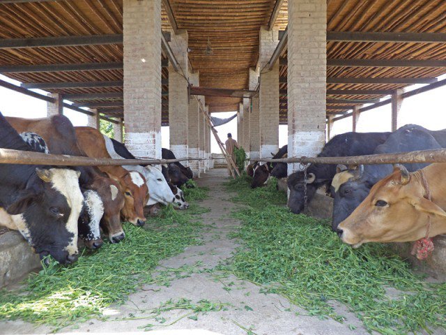 Cattle Farming In Pakistan for Pinterest