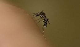 How To Control Dengue Fever