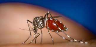 Comprehensive Report on Dengue Fever