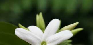 Pakistan National Flower jasmine