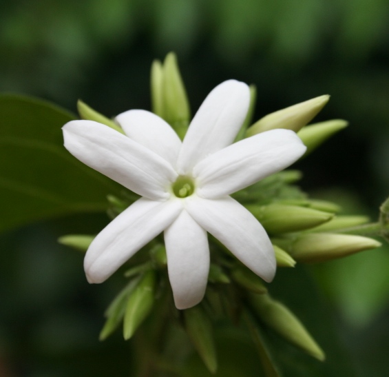 Pakistan National Flower jasmine