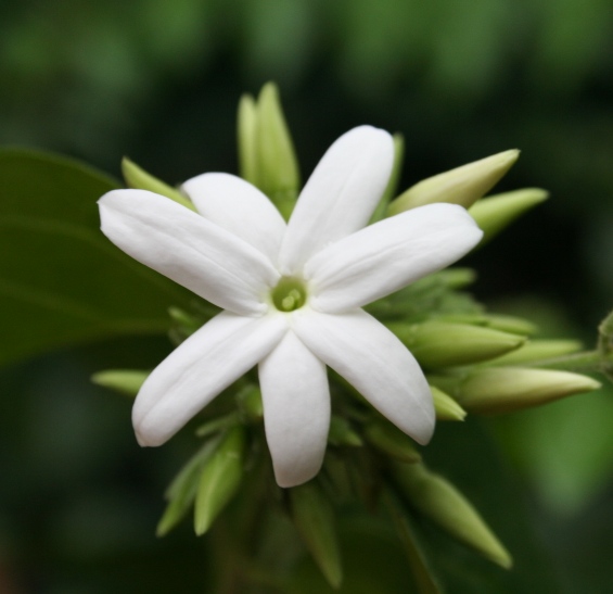 Pakistan National Flower Name