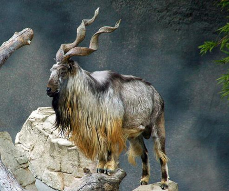 Pakistan National Animal Markhor