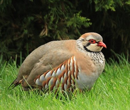 Pakistan National Bird chakor