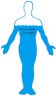 Human Body And Water