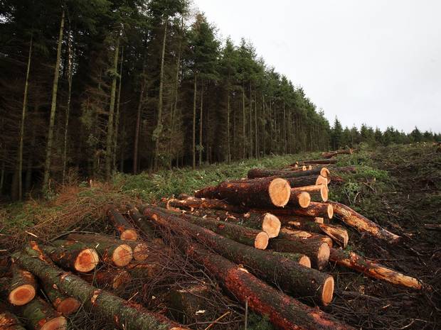 Cutting Down Of Forests Environmental Issue of Pakistan