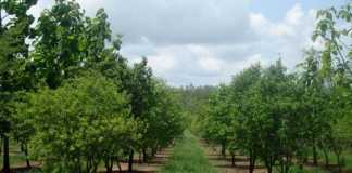 Lack Of Care To Tree Plantations Environmental issue of Pakistan