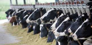 How To Start Cattle Farming In Pakistan