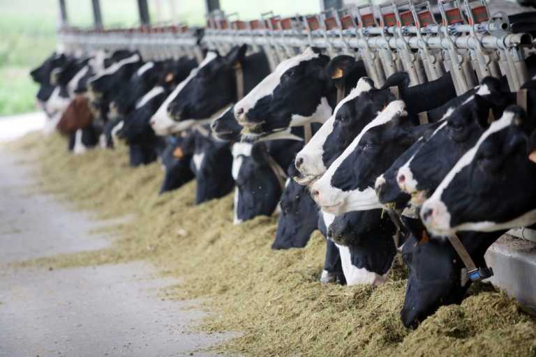 How To Start Cattle Farming In Pakistan