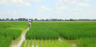 Why Is Irrigation Necessary For Growing Crops In Pakistan