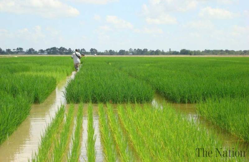 Why Is Irrigation Necessary For Growing Crops In Pakistan