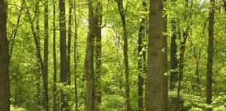 Most Important Forest in Pakistan