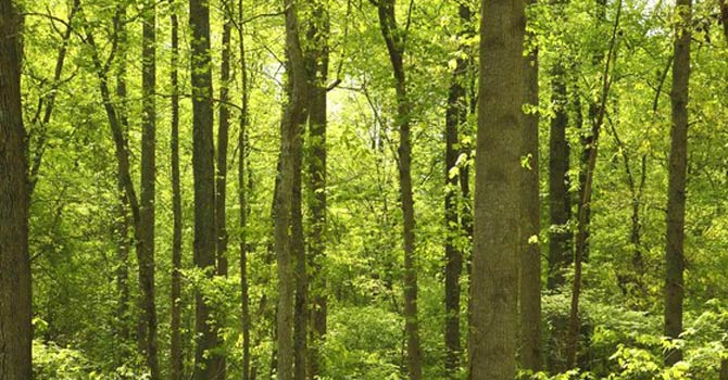 Forest in Pakistan