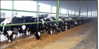 Dairy Farming in Pakistan Business Plan Cost Feasibility Report