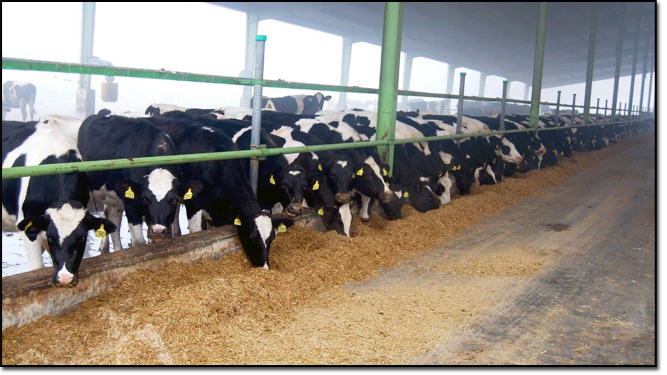 Dairy Farming in Pakistan Business Plan Cost Feasibility Report