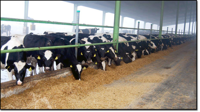 dairy farming in pakistan business plan