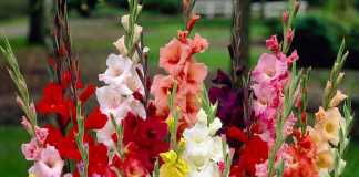 Gladiolus Flower Farming in Pakistan Cost Business Plan Feasibility Report