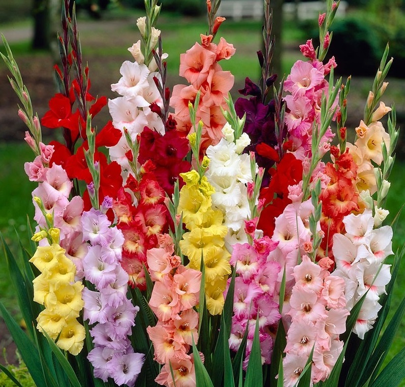 Gladiolus Flower Farming in Pakistan Cost Business Plan Feasibility Report