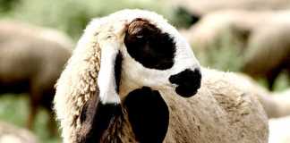 When Is Eid Ul Adha 2020 In Pakistan
