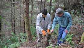 Forestry Programs After 12th Class In Pakistan